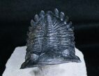 Flying Hollardops Trilobite - Great Preservation #3968-5